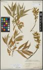 Foto von Salix alba L. x Salix fragilis L.